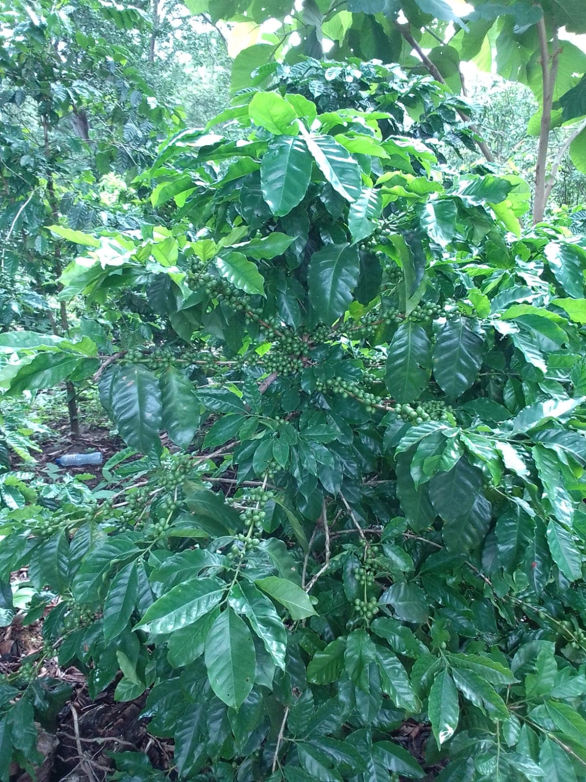 Coffee farm scene