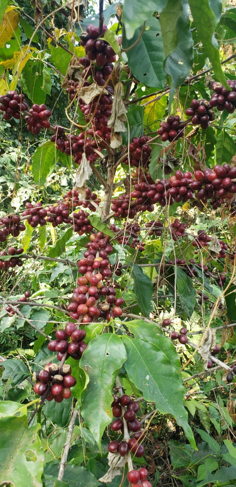 Coffee farm scene