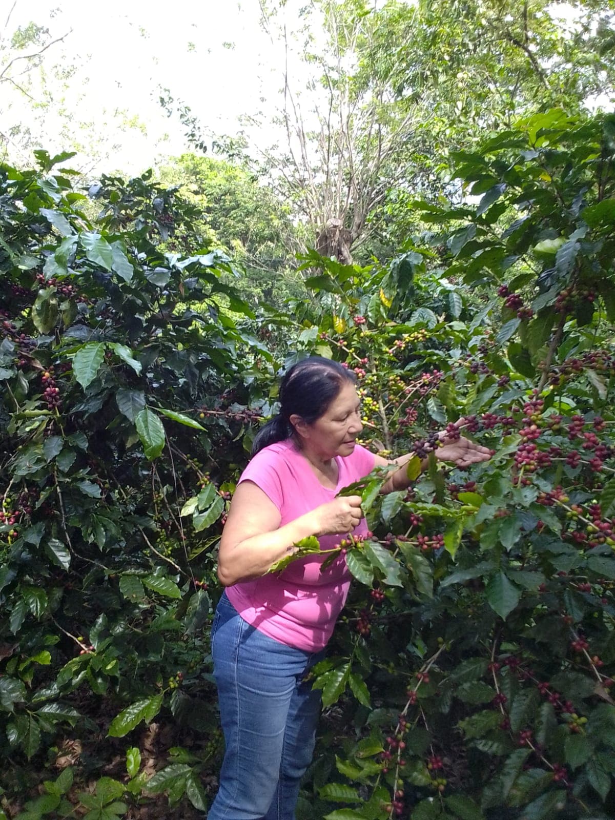 Coffee farm scene